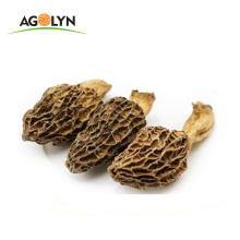 High level new crop of mushroom best Dried Morel
Nurtrition Yun'nan new crop of mushroom best Dried Morel